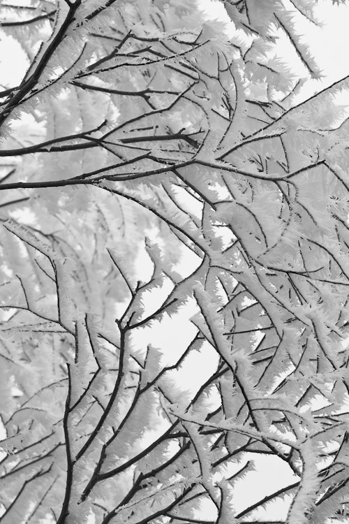 Frozen Branches, Central Otago 2007