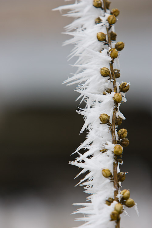 Ice Crystals, 2007