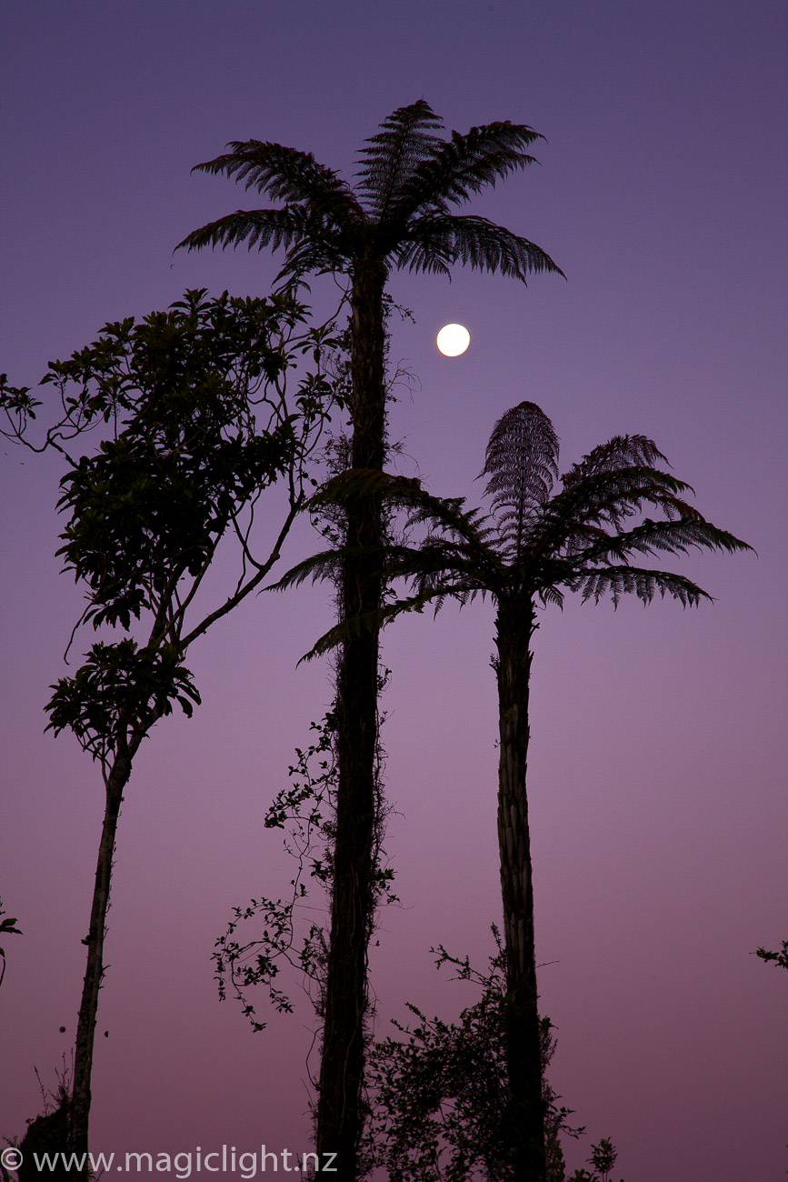 Punga Moon, West Coast