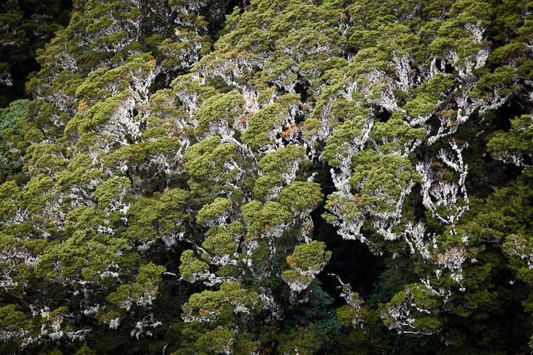 Beech Patterns, Hump Ridge 2008
