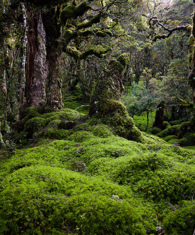 Spooky Forest 1, Hump Ridge 2008