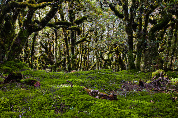 Spooky Forest 2, Hump Ridge 2008