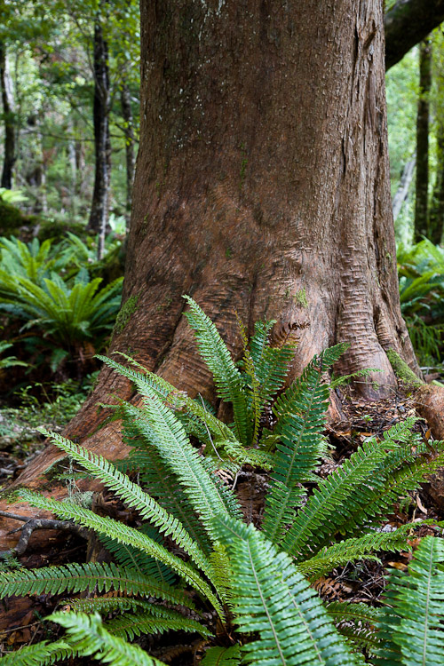 Big Totora, Hump Ridge 2008