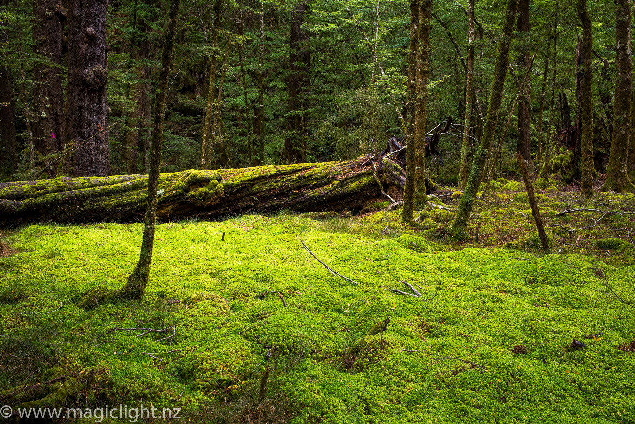 Fiordland Moss