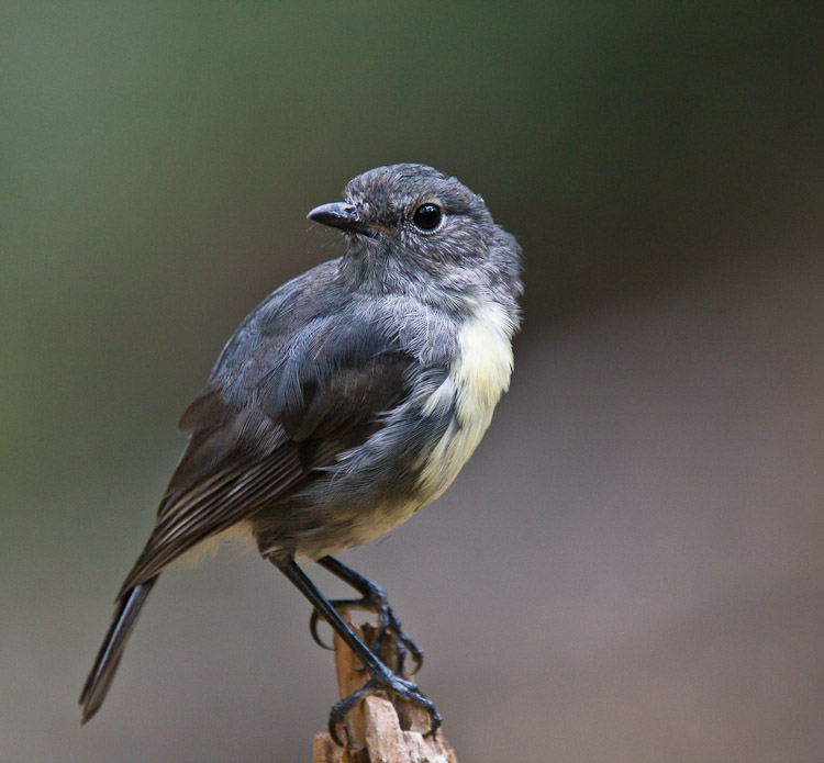 South Island Robin, Glenorchy 2009