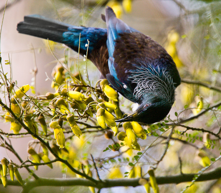 Tui on Kowhai, Dunedin 2010