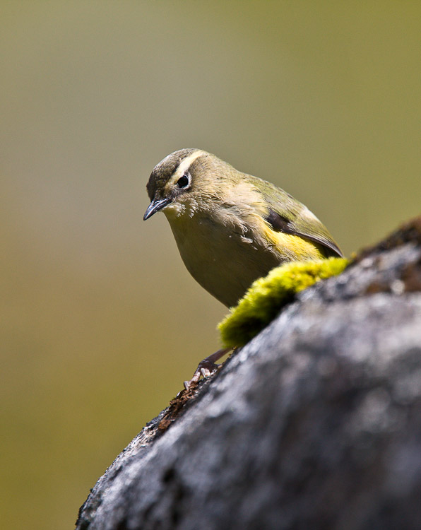 Rock Wren 2, Fiordland 2010