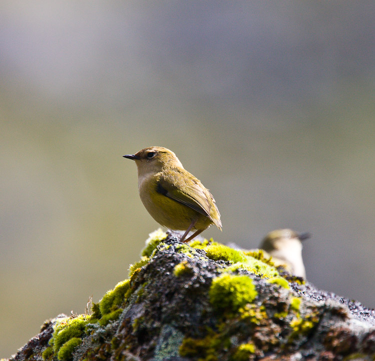 Rock Wren, Fiordland 2010