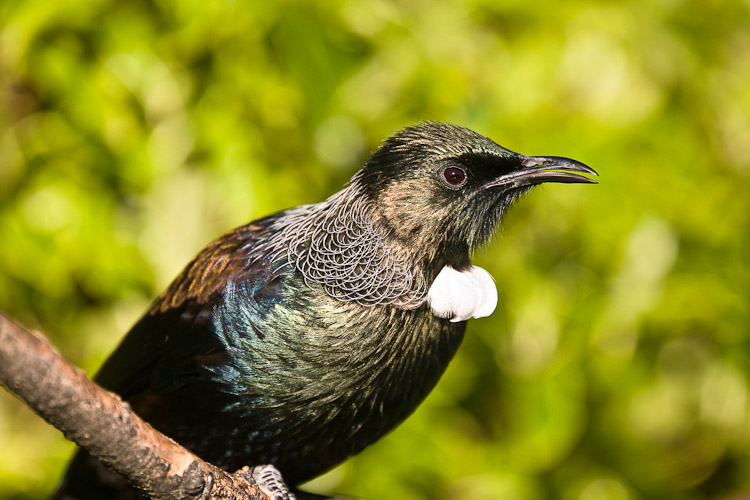 Late Afternoon Tui, Dunedin 2010