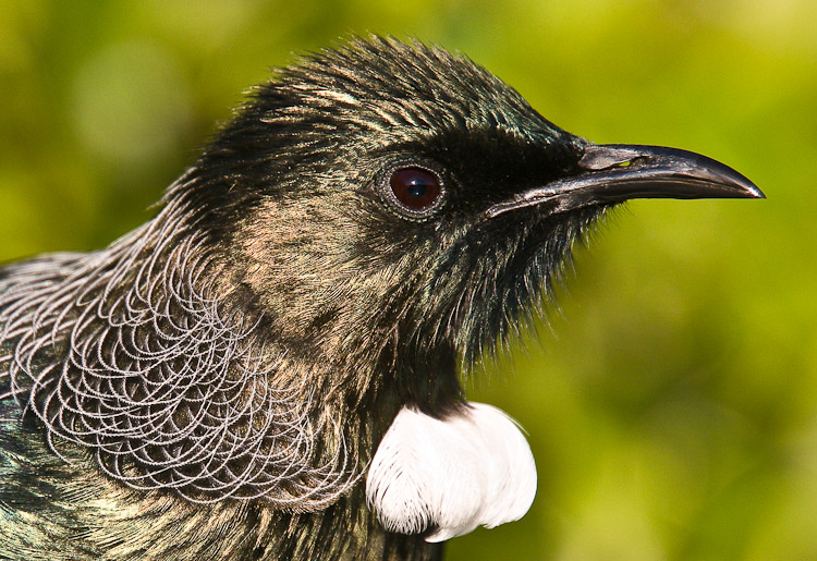 Tui Portrat, Dunedin 2010