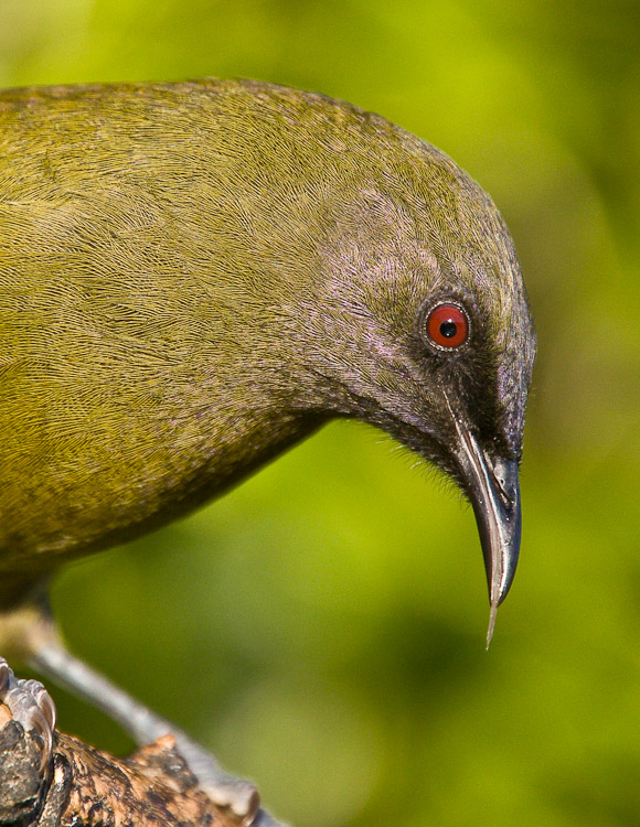 Bellbird Feeding,Dunedin 2010