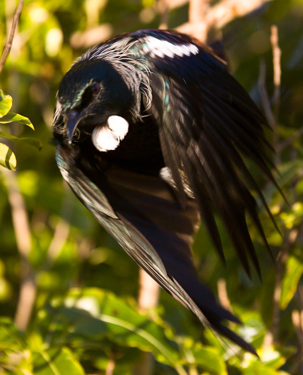 Tui in Flight, Dunedin 2007