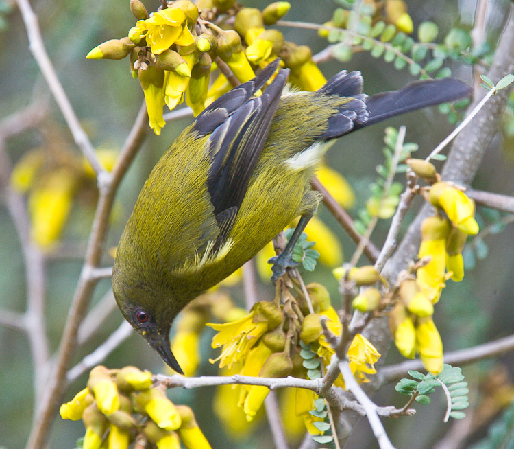 Bellbird on Kowhai, Dunedin 2009
