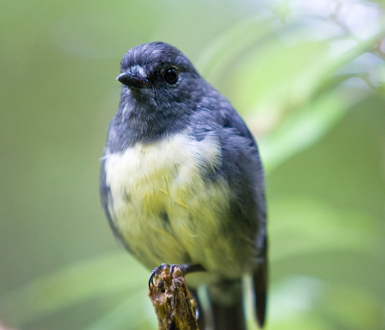 South Island Robin, St Arnauds 2005
