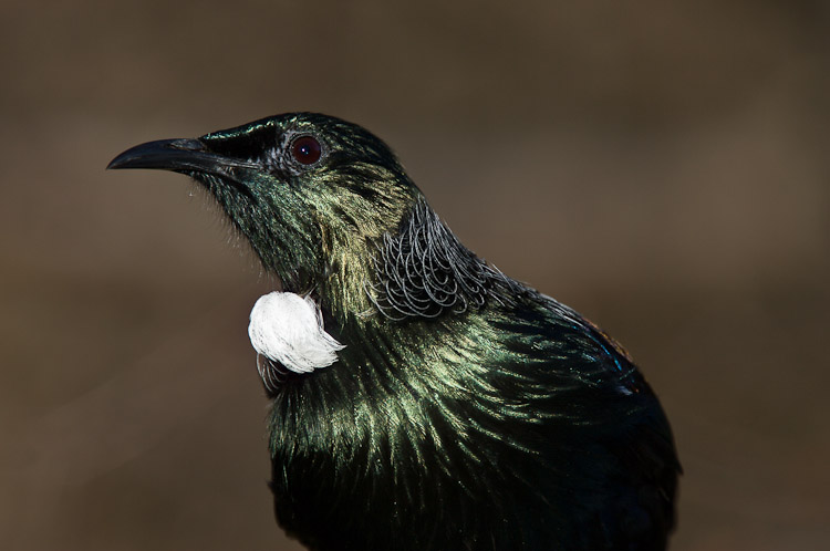 Tui Portrat 2, Dunedin 2010