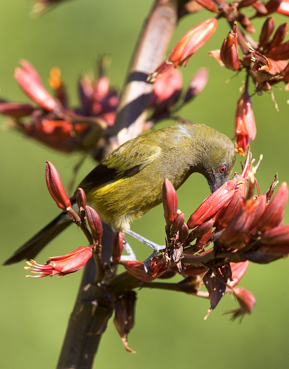 Bellbird Feeding 2 ,Dunedin 2005