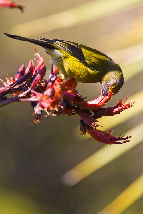 Bellbird Feeding on Flax Flower, Dunedin 2005