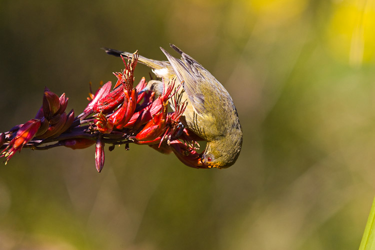 Bellbird Feeding 3 ,Dunedin 2010