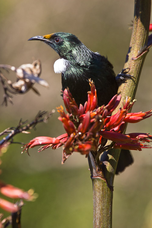 Tui on Flax, Dunedin 2005