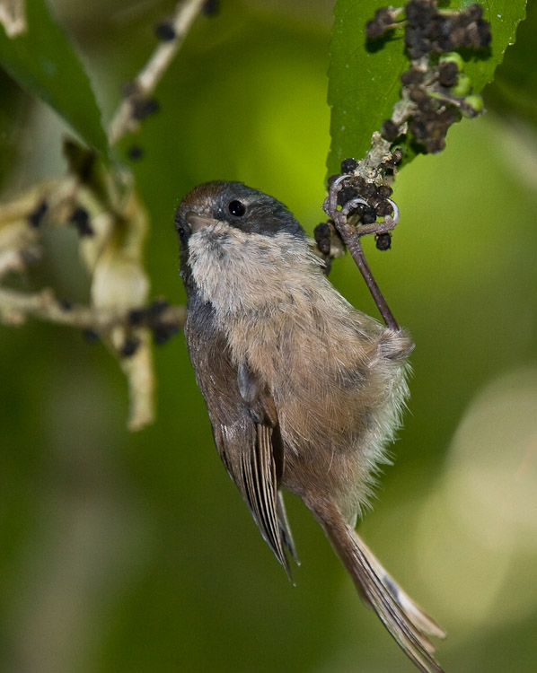 Brown Creeper on Mahoe, Dunedin 2006