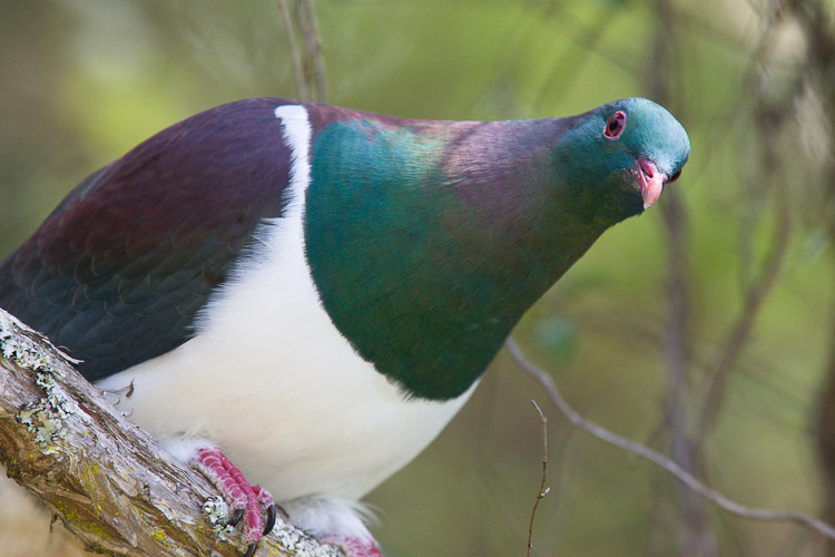 Pigeon, Dunedin 2006