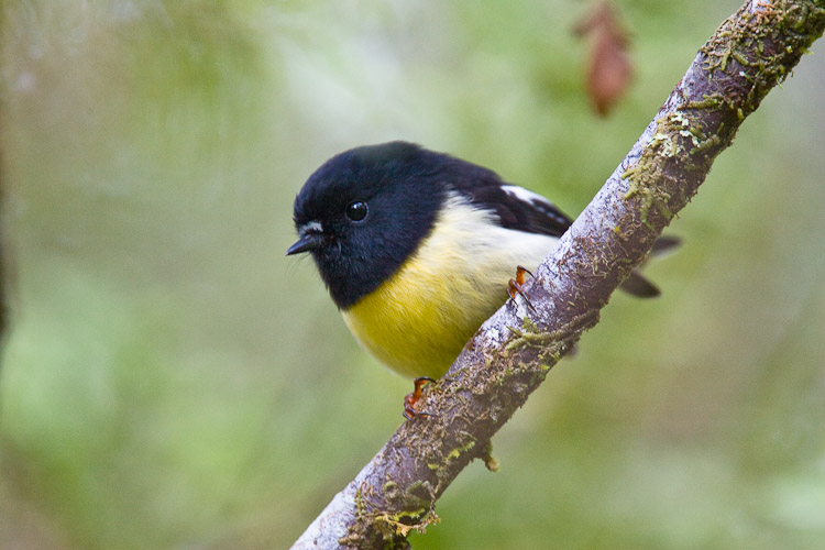Tomtit 2006