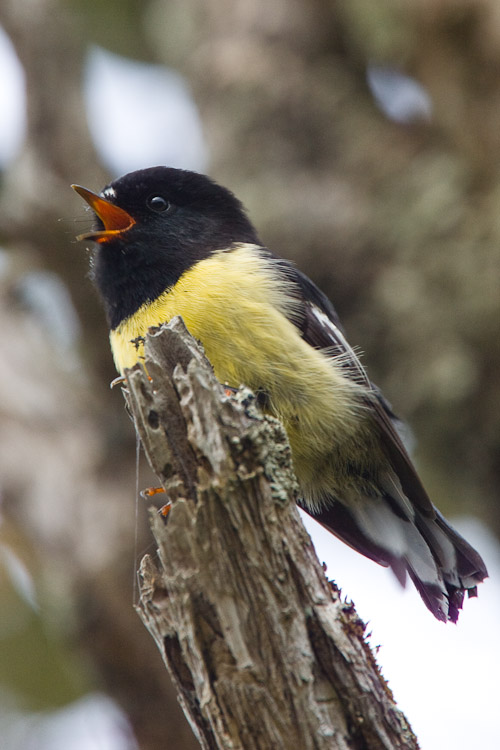 Tomtit Singing, Westcoast 2006
