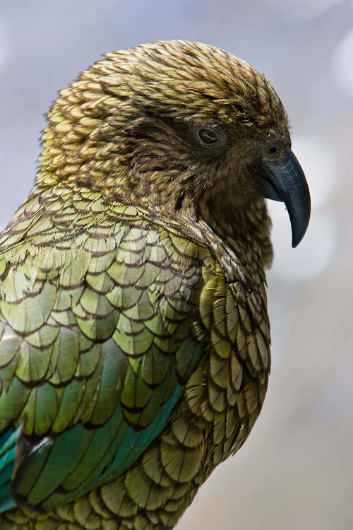 Kea Contemplation, Fiordland 2006