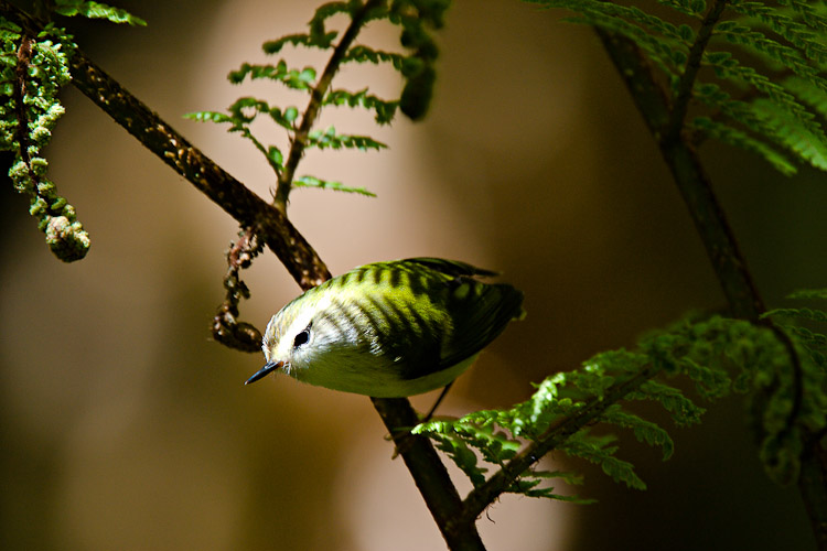 Rifleman on Fern, Fordland 2006