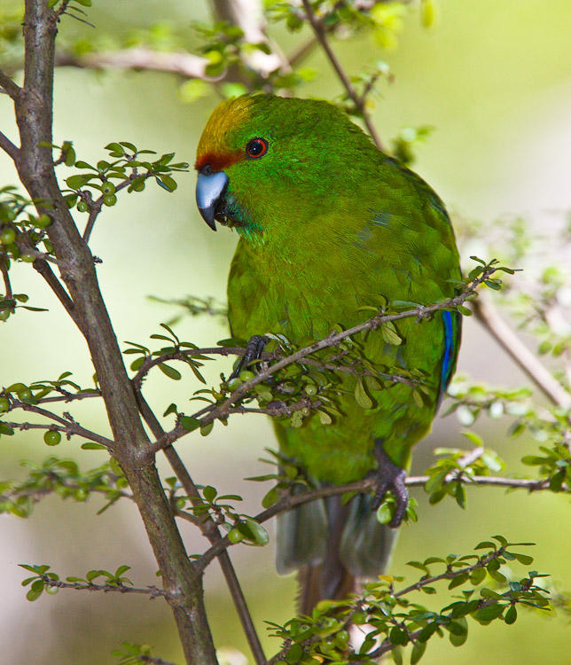 Yellow-Crowned Parakeet, Glenorchy 2007