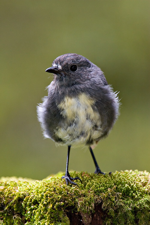 South Island Robin, Glenorchy 2007