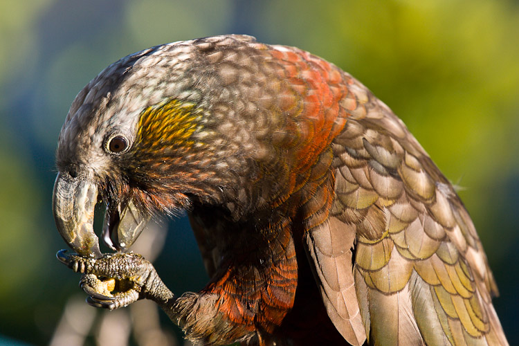 Kaka, Stewart Island 2007