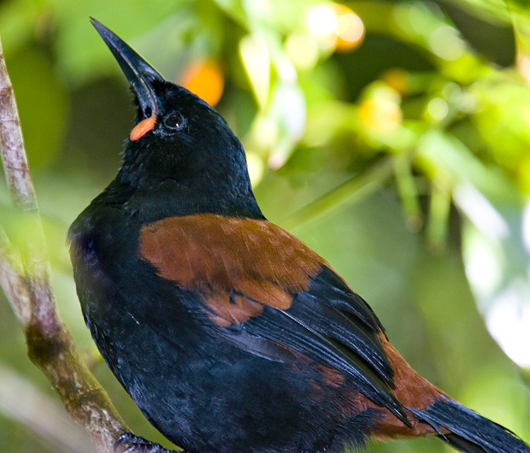 Saddleback 2, Stewart Island 2007