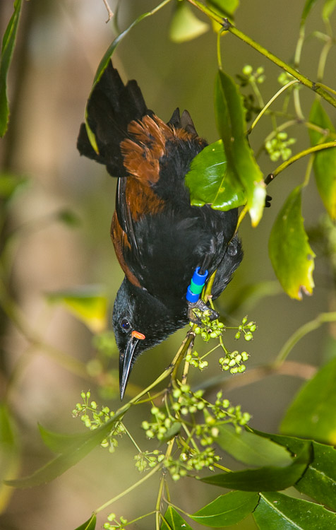Saddleback, Stewart Island 2007