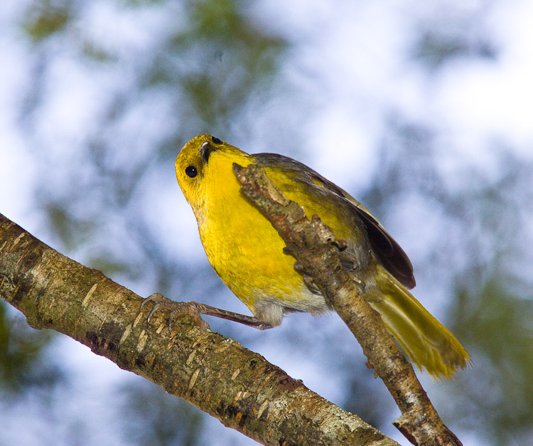 Yellowhead, Catlins 2007 