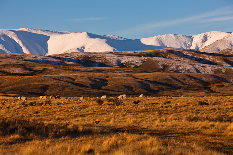 Ida Range and Tussock, 2009