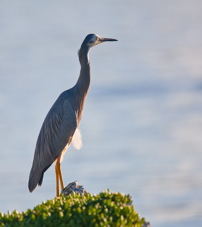 One Feather, Kaikoura 2009