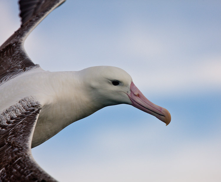 Royal in Flight, Kaikoura 2009