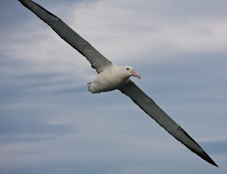 Royal, Kaikoura 2009