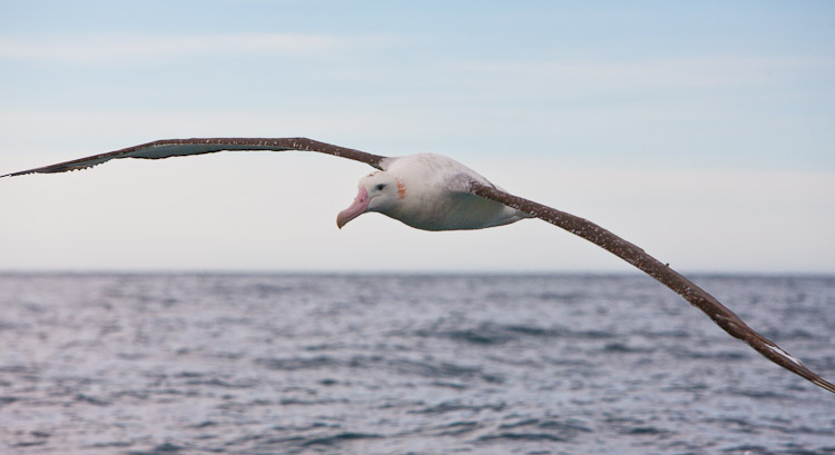 Wandering Albatross Portrait, Kaikoura 2009