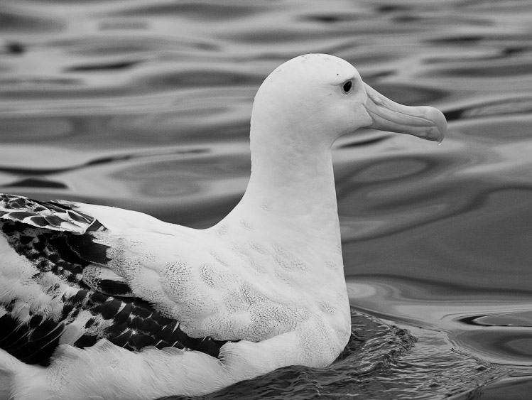 Wandering Albatross Monochrome, Kaikoura 2010