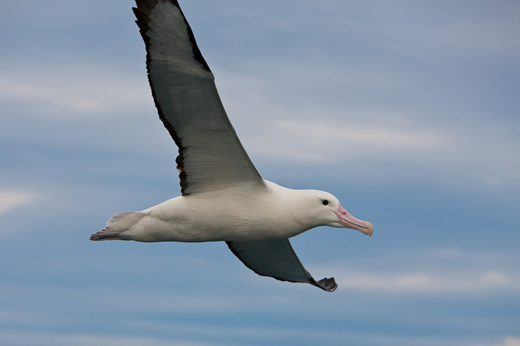 Royal in Flight 2, Kaikoura 2009