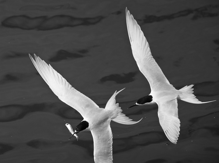 White-Fronted Terns