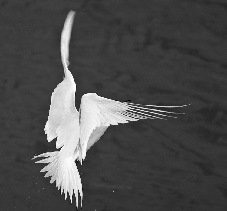 White-Fronted Tern