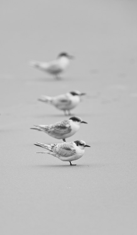 Waiting for lunch, Otago 2010