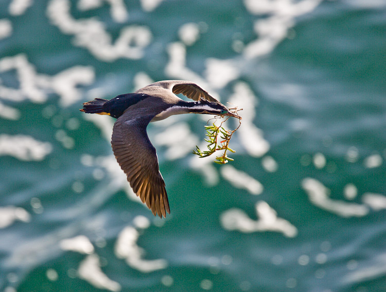 Nest Building