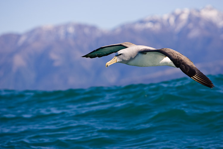 Albatross and The Kaikouras, 2005