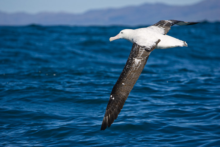 Wandering Albatross, Kaikoura 2005