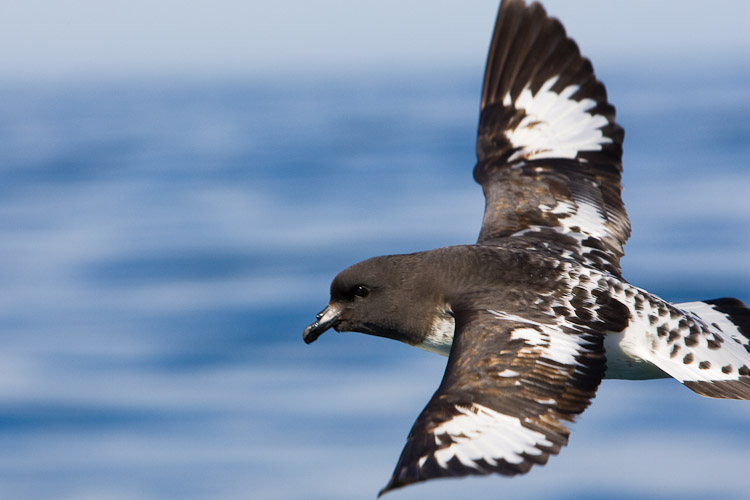 Capr Pigeon, Kaikoura 2005