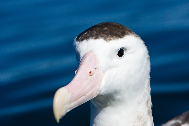 Wandering Albatross, Kaikoura 2005